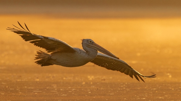 5 Road Trips Spots for One Day Trip From Bangalore for Nature Lovers- Know Which are they? 5 Road Trips Spots for One Day Trip From Bangalore for Nature Lovers- Know Which are they?