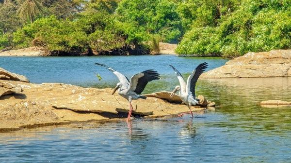 5 Road Trips Spots for One Day Trip From Bangalore for Nature Lovers- Know Which are they? 5 Road Trips Spots for One Day Trip From Bangalore for Nature Lovers- Know Which are they?
