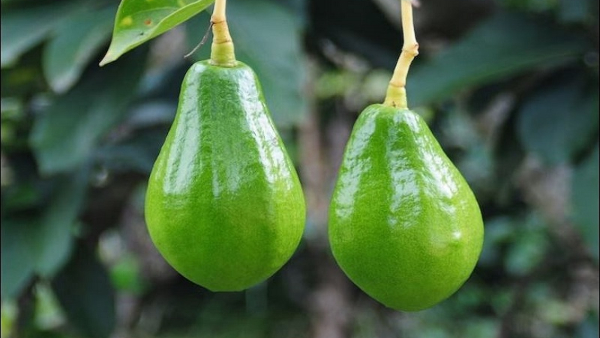 Karnataka Horticulture Department Encourages Avocado Vultivation