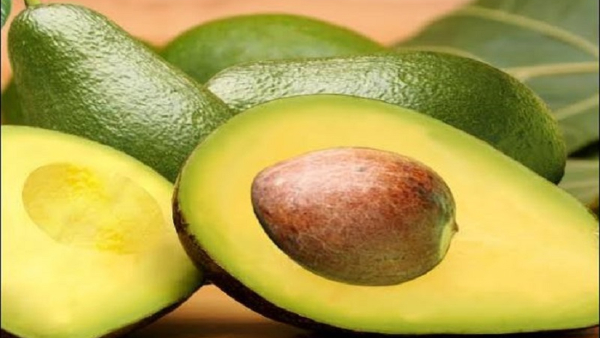 Karnataka Horticulture Department Encourages Avocado Vultivation