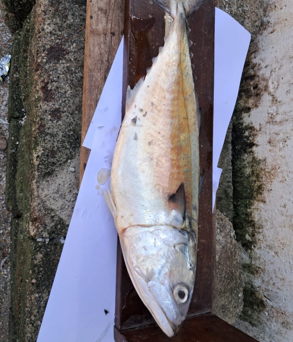 big-size-fish-found-in-arabian-sea-of-karwar