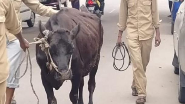 BBMP Collected Rs 20 Lakh Fine From Owners Of Stray Cattle In Bengaluru In Five Years 2018-23 BBMP Collected Rs 20 Lakh Fine From Owners Of Stray Cattle In Bengaluru In Five Years 2018-23