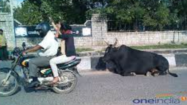 BBMP Collected Rs 20 Lakh Fine From Owners Of Stray Cattle In Bengaluru In Five Years 2018-23 BBMP Collected Rs 20 Lakh Fine From Owners Of Stray Cattle In Bengaluru In Five Years 2018-23