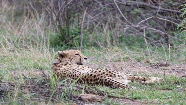 Another Cheetah Found Dead in Madhya Pradesh’s Kuno National Park