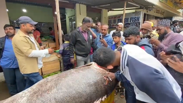 340 kgs Large size fish at Chikkamagaluru 340 kgs Large size fish at Chikkamagaluru