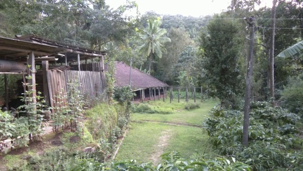 Yellow disease to arecanut crop, chikkamagaluru district farmers worried