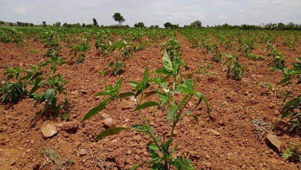 Surappanahatti Disable Farmer Balanna Successful In Agriculture