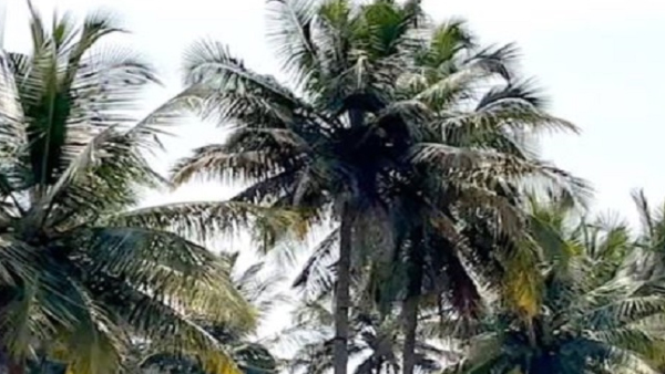 10 Effective Ways of Getting Rid of Red Muzzle Worm Diseases on Coconut