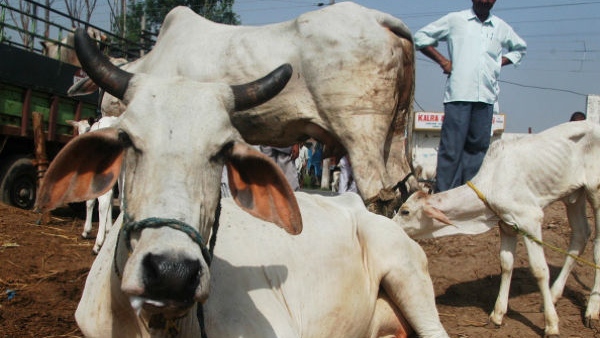 Doctors removed 30 kg of plastic from cows stomach Doctors removed 30 kg of plastic from cows stomach
