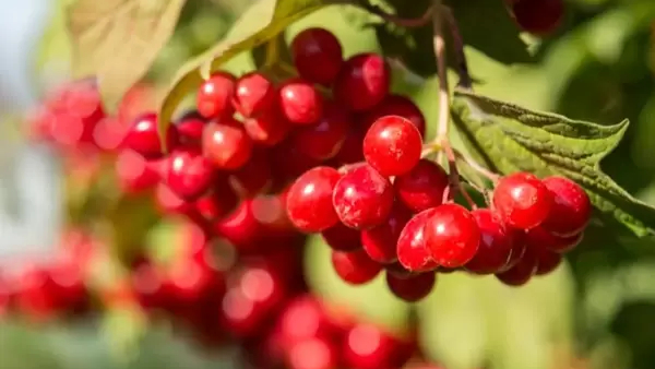 cranberry-health-benefits