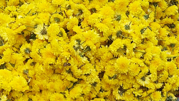 Varamahalakshmi festival 2023: Know details of flower, fruits prices in Davanagere markets Varamahalakshmi festival 2023: Know details of flower, fruits prices in Davanagere markets