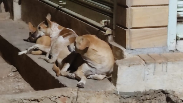 Rumors Of Finding Rabies Infected Dogs In Davangere