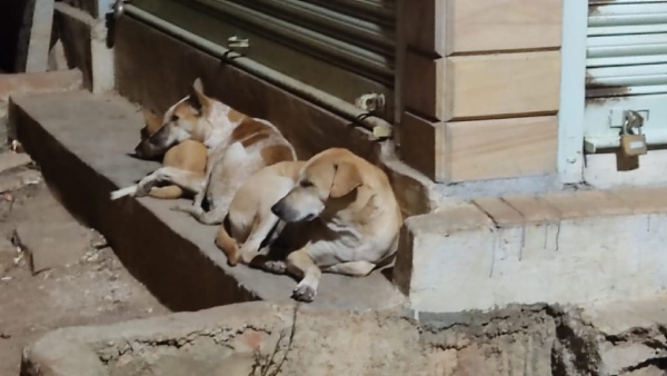 Rumors Of Finding Rabies Infected Dogs In Davangere