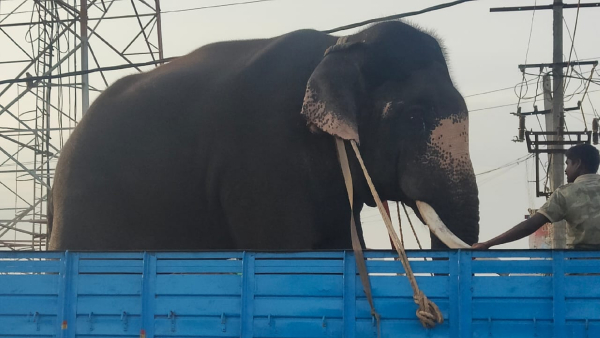 Elephant capture operation started by Forest department near Male Mahadeshwara Hill 