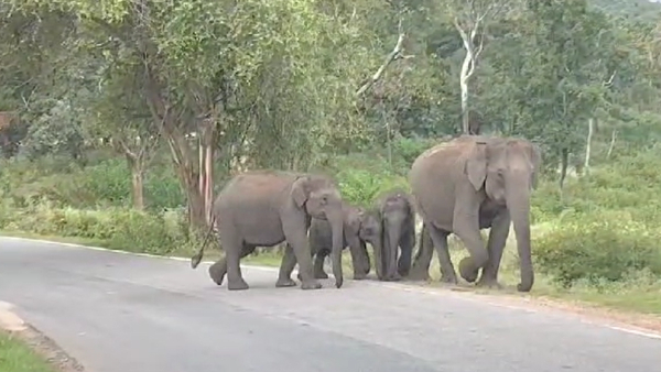 A Man death due to elephant attack near Male Mahadeshwara Hill