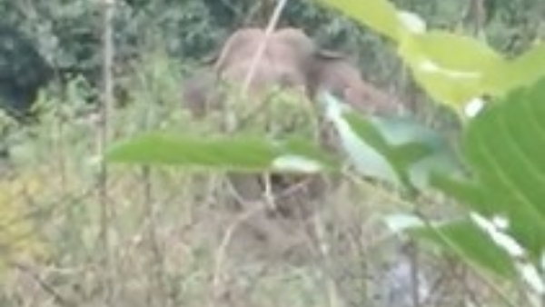Forest Officer Dies Due To Wild Elephant Attack In Hassan Forest Officer Dies Due To Wild Elephant Attack In Hassan