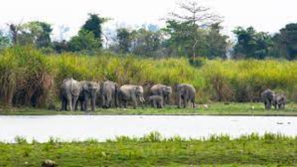 State Forest Officials Have Fitted Elephants With Radio Collars To Avoid The Menace Of Wild Animals
