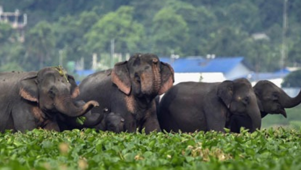 State Forest Officials Have Fitted Elephants With Radio Collars To Avoid The Menace Of Wild Animals