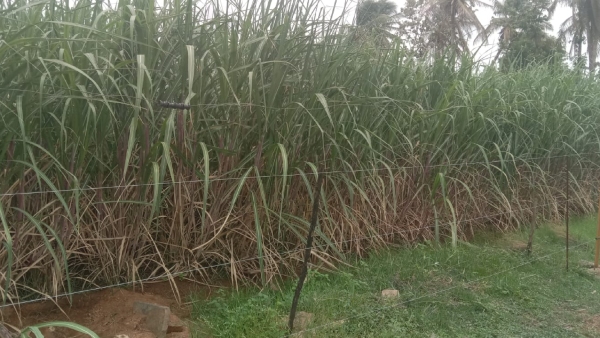 farmers-have-decided-to-grow-sugarcane