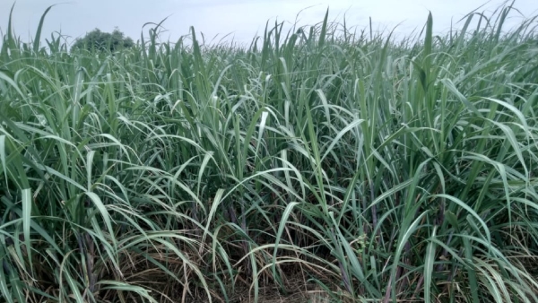 farmers-have-decided-to-grow-sugarcane