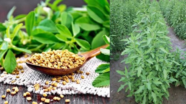 Impressive Health Benefits Of Fenugreek Seeds (Maithi) For Skin And Hair In Kannada 