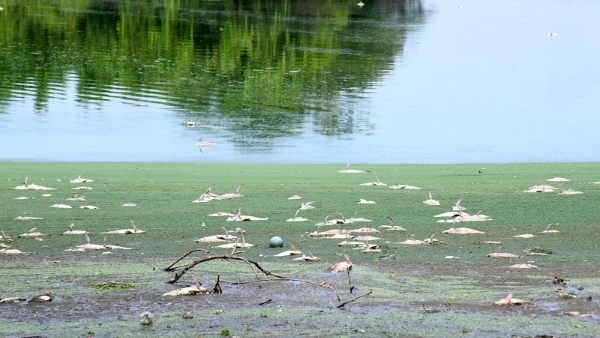 Lingamubdhi lake: Thousands of fish death at Lingambudhi Lake of mysuru
