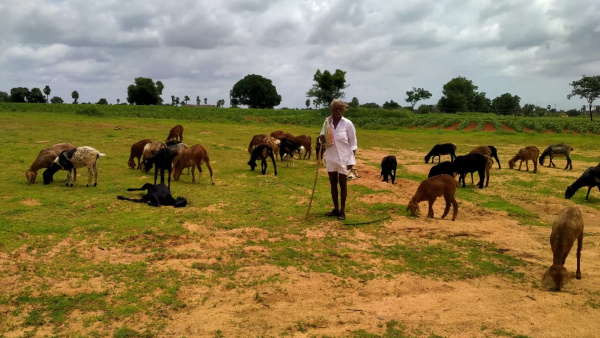 Give us gun for self-defense: Raichur districts Sheep farmers demand to CM Siddaramaiah Give us gun for self-defense: Raichur districts Sheep farmers demand to CM Siddaramaiah