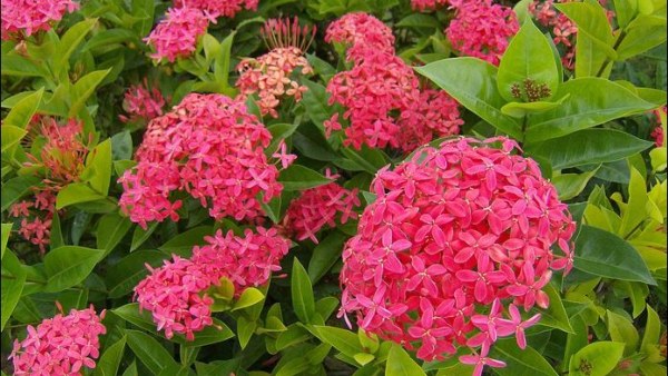 What Are The Specialities Of Ixora Flower