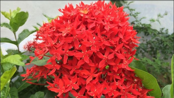 What Are The Specialities Of Ixora Flower