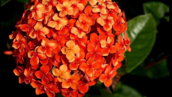 What Are The Specialities Of Ixora Flower