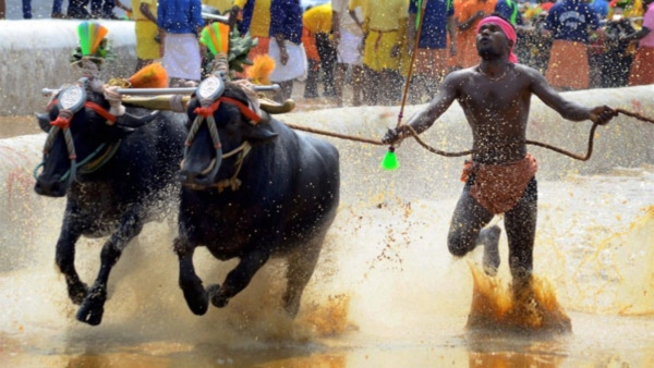 Kambala Sports Held At Bengaluru For The First Time