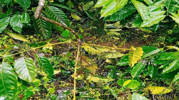 Coffee crop reached to destroyed Stage due to heavy rain: Kodagu farmers worried