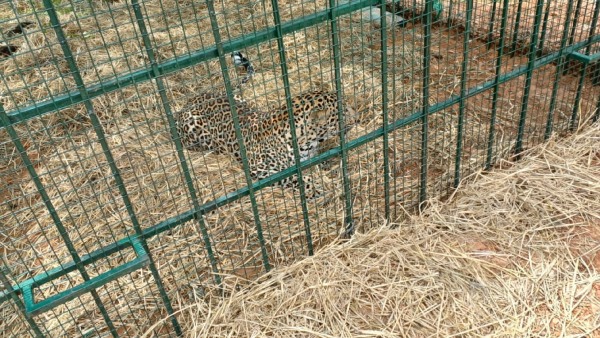Leopard captured near Kuntur hill of Yelandur taluk