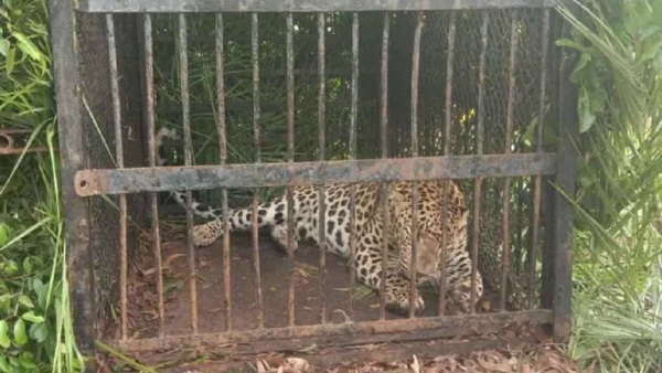  Leopard Instilling Fear on Tirumala Footpath Successfully Captured