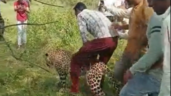  Ailing Leopard Ventures into Village in Madhya Pradesh - Know What Happen Next