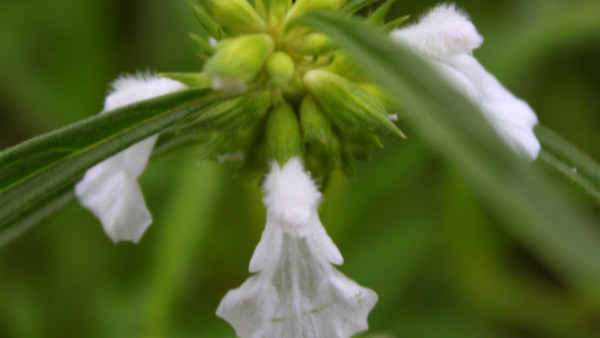 Astonishing Health Benefits Of Leucas Aspera (Thumbe Gida) In Kannada Astonishing Health Benefits Of Leucas Aspera (Thumbe Gida) In Kannada