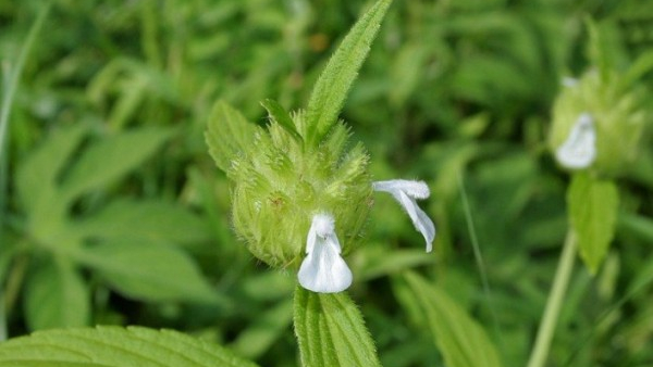 Astonishing Health Benefits Of Leucas Aspera (Thumbe Gida) In Kannada Astonishing Health Benefits Of Leucas Aspera (Thumbe Gida) In Kannada