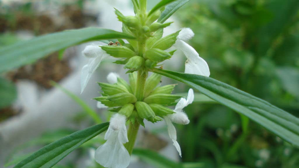 Astonishing Health Benefits Of Leucas Aspera (Thumbe Gida) In Kannada Astonishing Health Benefits Of Leucas Aspera (Thumbe Gida) In Kannada