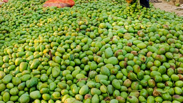 maintenance-of-mango-tree