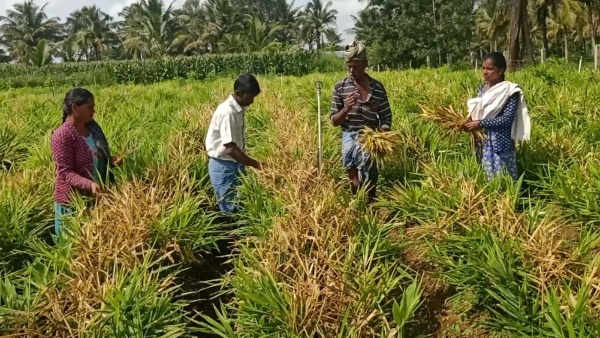 miscreants-destroyed-two-hectares
