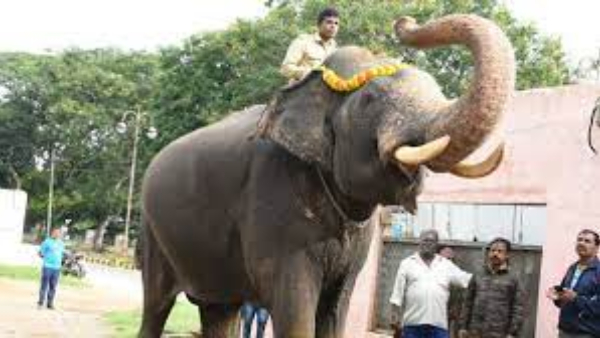 Mysore Dasara Elephants Arrival