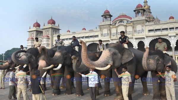 Mysuru Dasara 2023: Details of 9 elephants selected for Jamboo Savari, know details