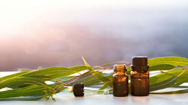 Nilgiri (Eucalyptus) Oil Benefits in Kannada