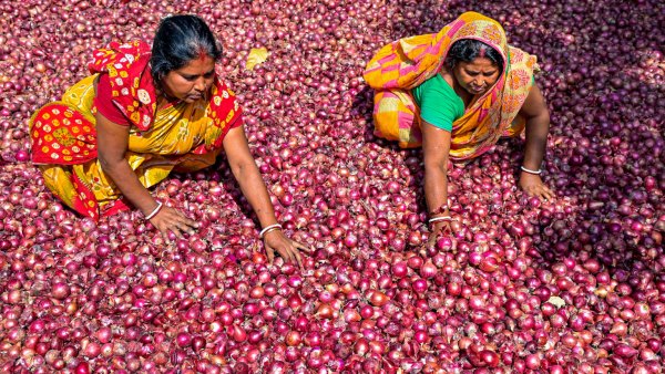 Onion prices likely to hit rs 60-70 per kg in September