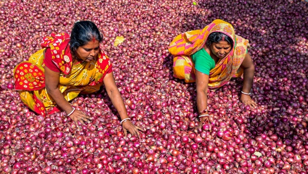 Onion price hits high in several parts of the country 