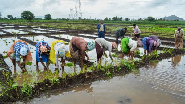 paddy-crop-suggestions-to-farmers