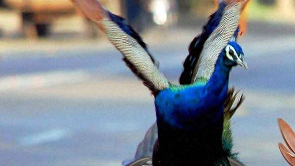 Viral video of peacock flying
