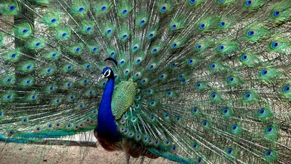 Viral video of peacock flying