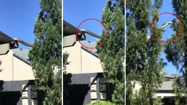 Giant 16-foot python that crawled from attic to tree: internet goes silent