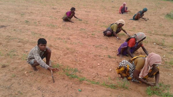 Raichur Farmers Getting Ready For Growing Onion Crop